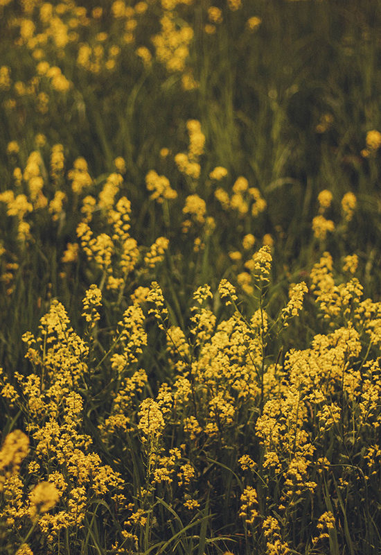 Field of Flowers